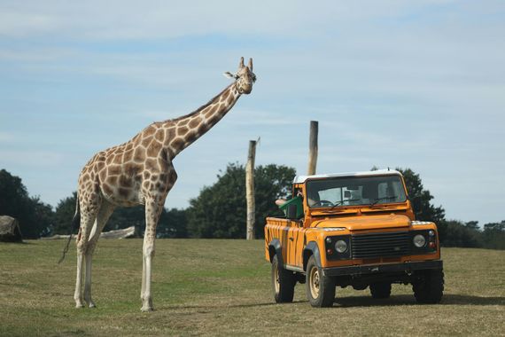 A giraffe stands near a safari truck