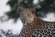 Leopard in Botswana Okavango Delta is watching the situation